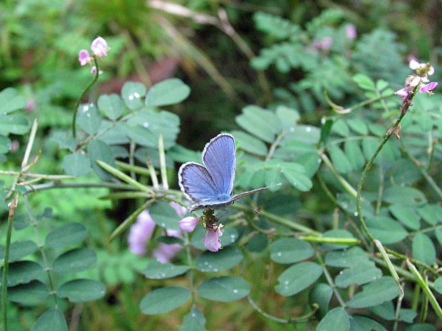IMG_9464aa