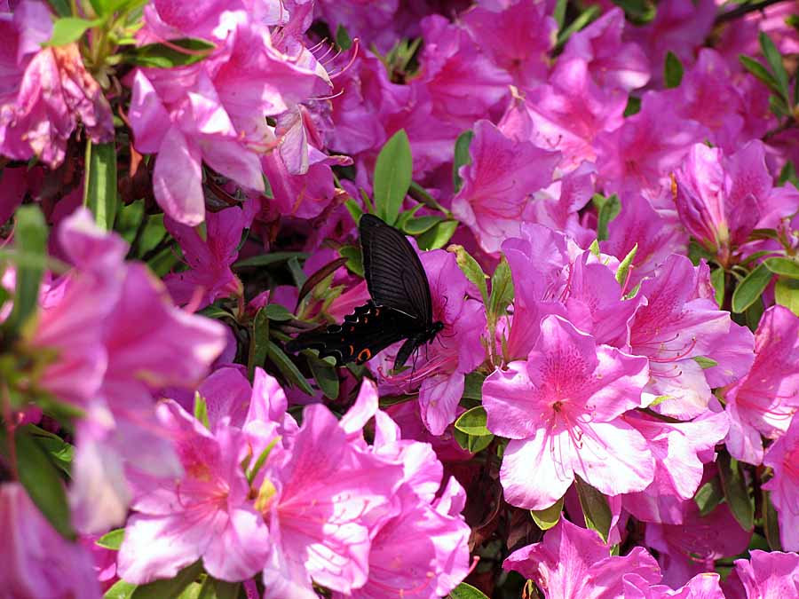 IMG_2519aa