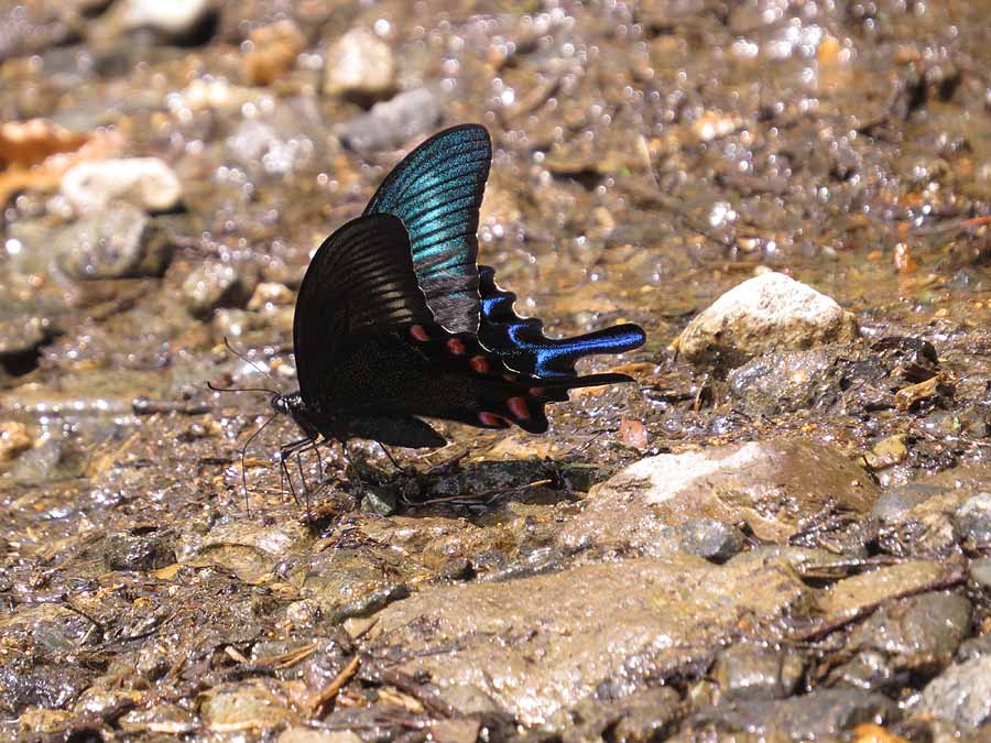 zzIMG_2733