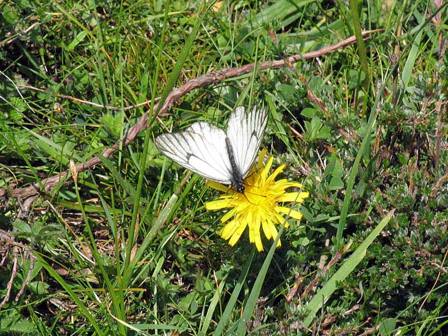 zzIMG_9238