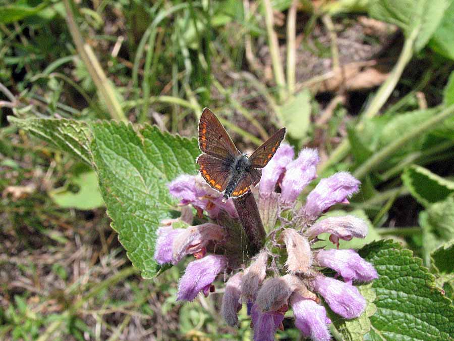 IMG_3551aa