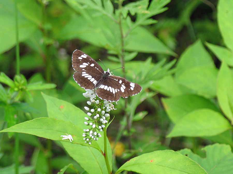 IMG_8367aa