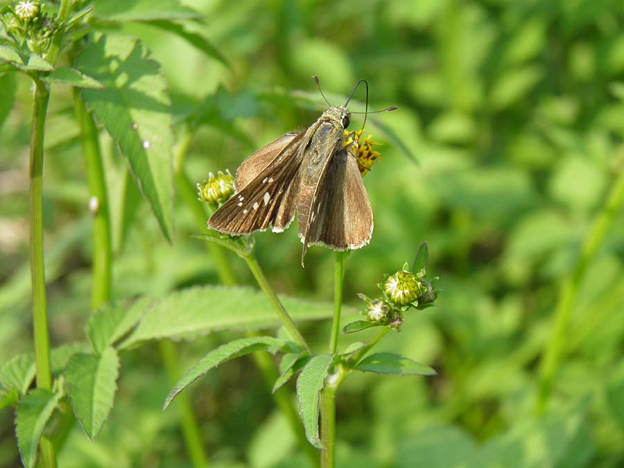 BzzPA020093