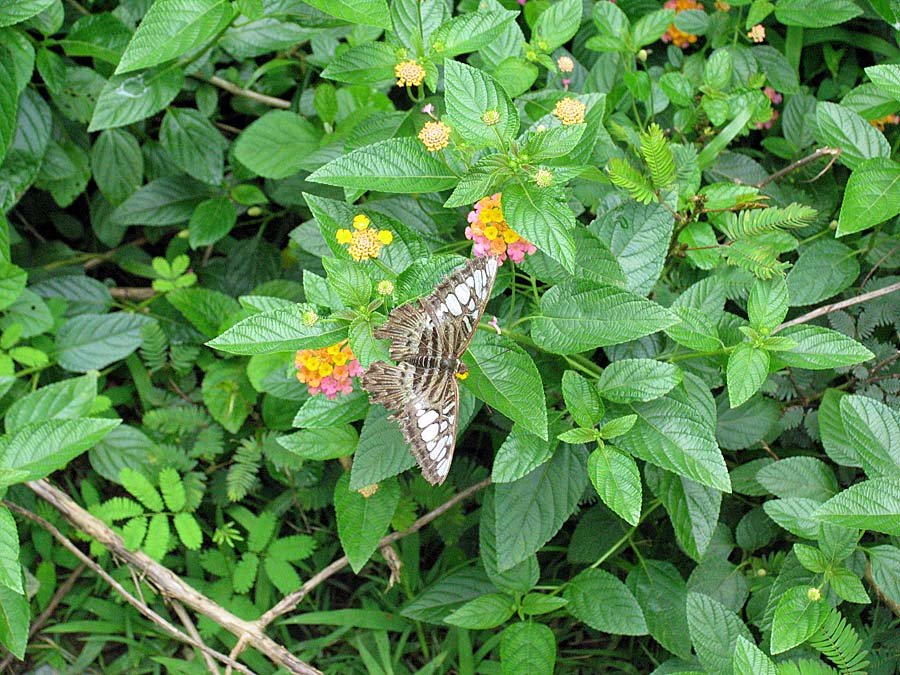 IMG_6844aa