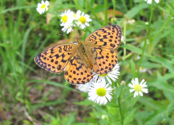 ヒョウモンチョウ