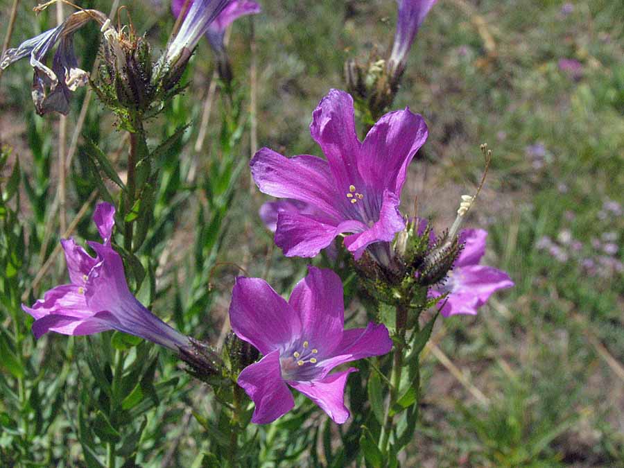 IMG_3545aa