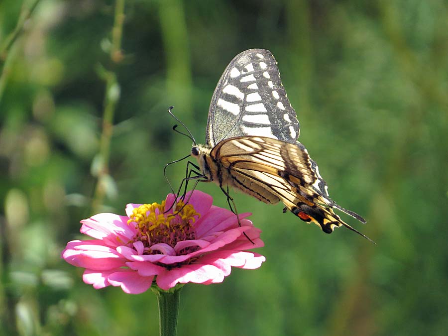 IMG_3682aa
