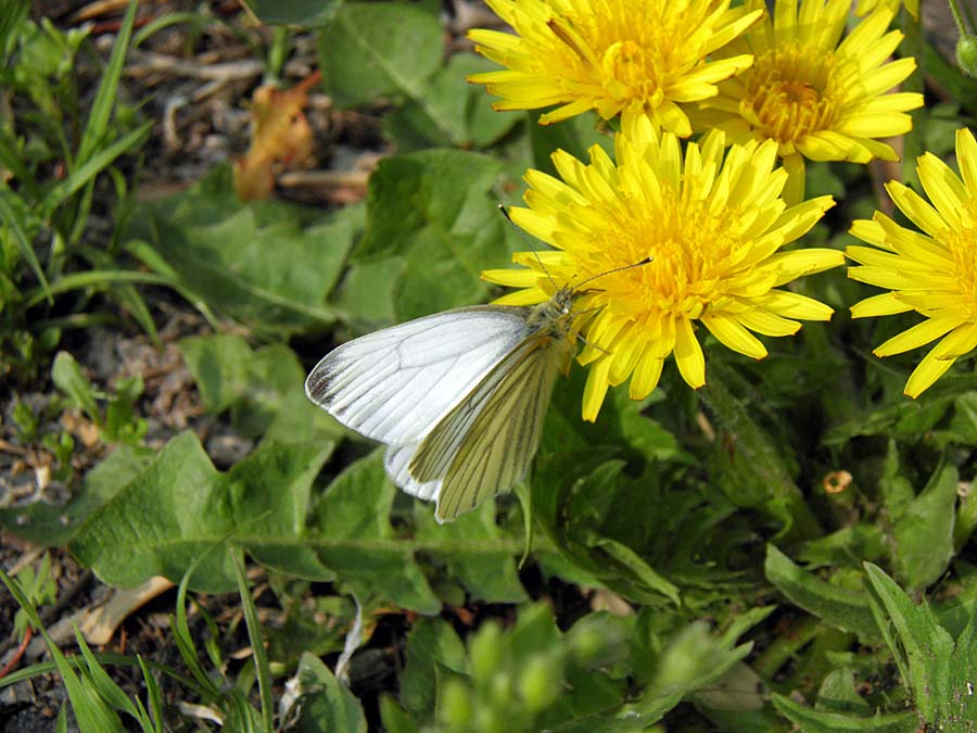 P4050043aa