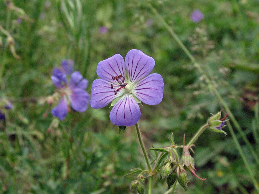 IMG_3569aa