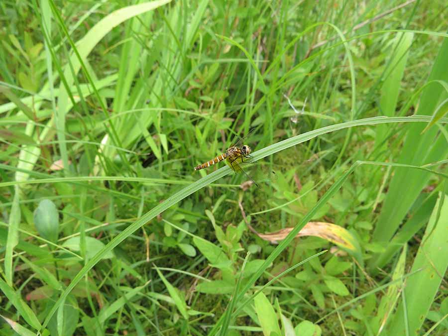 20130720