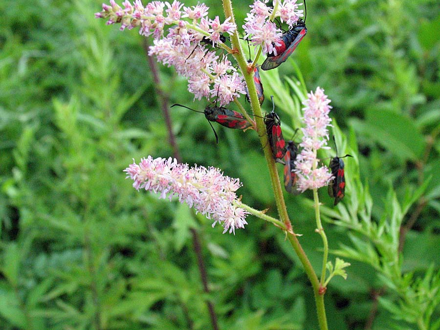 IMG_1805aa