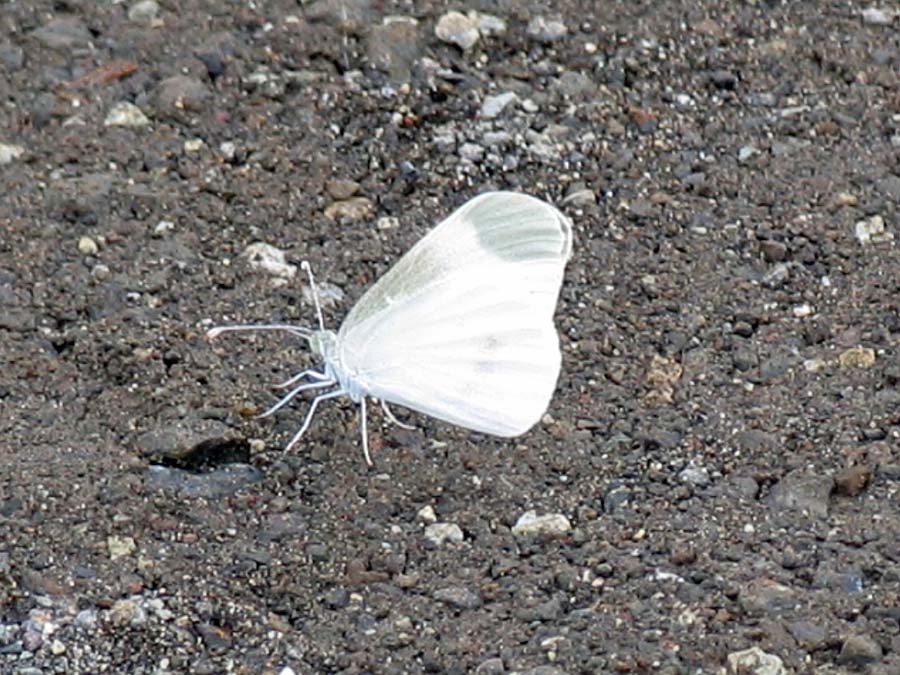 IMG_8231aa