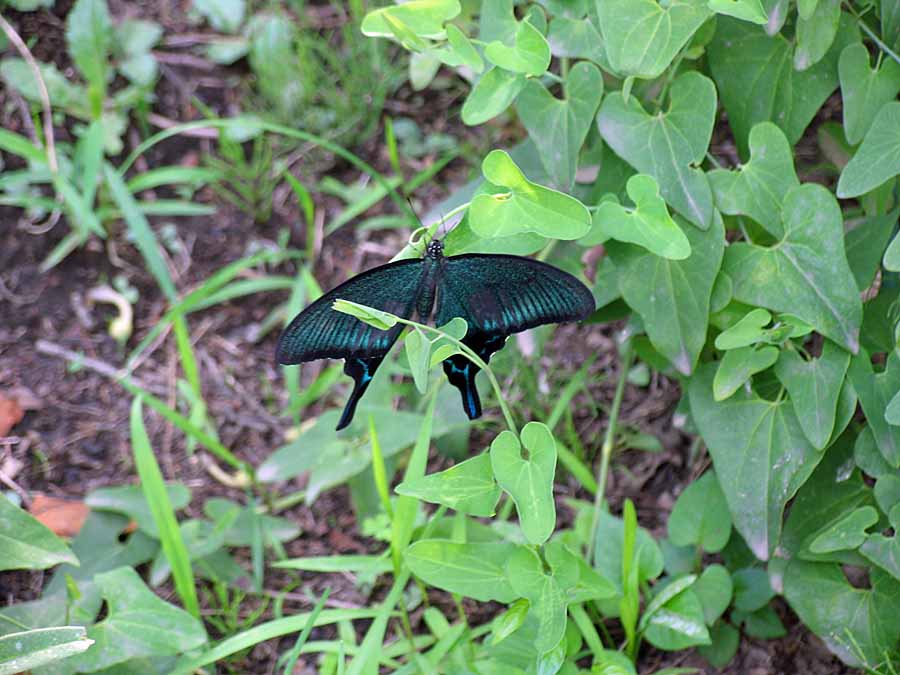 IMG_1619aa