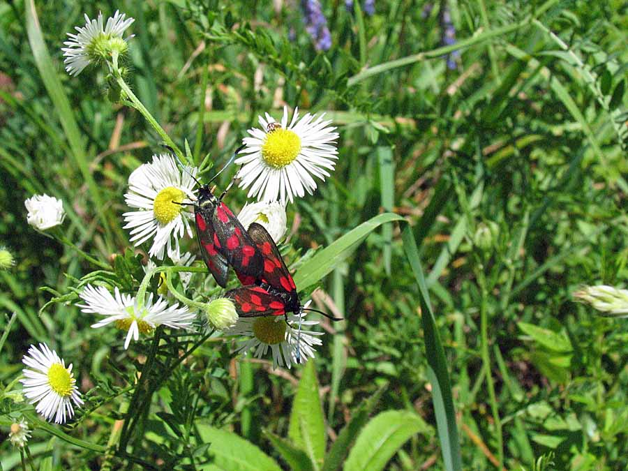 IMG_1754aa