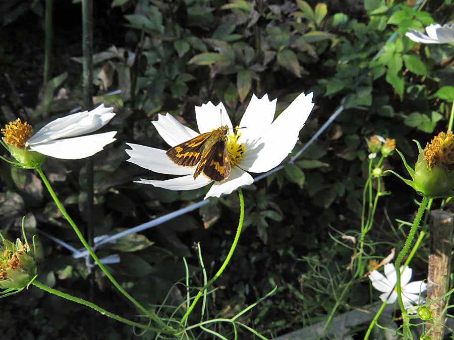 IMG_3692aa