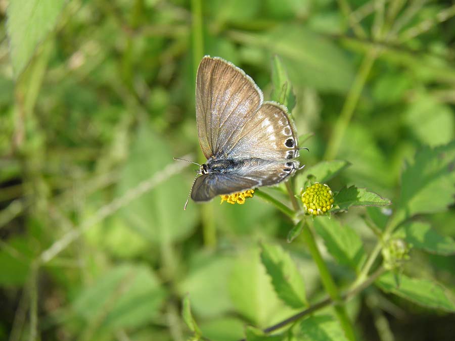 BzzPA020089