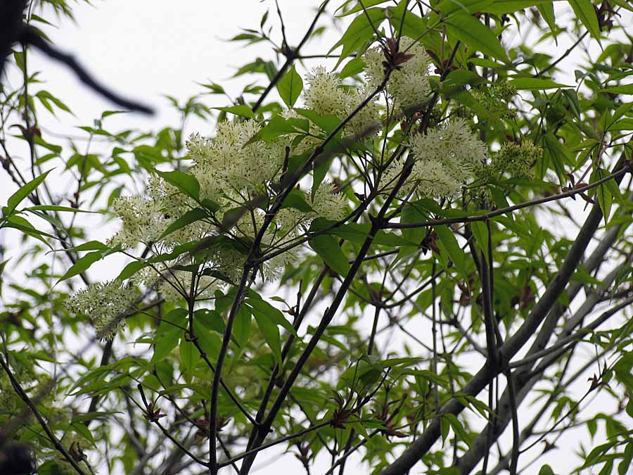 IMG_5818aa