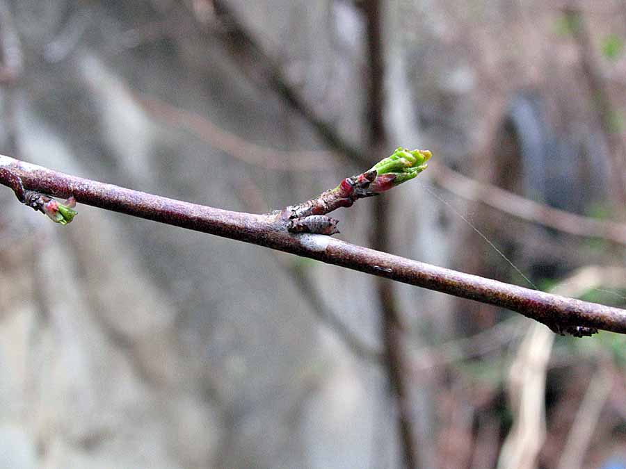 IMG_8292aa