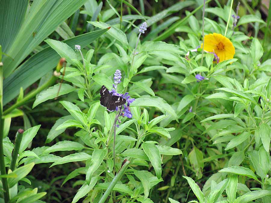 IMG_1626aa