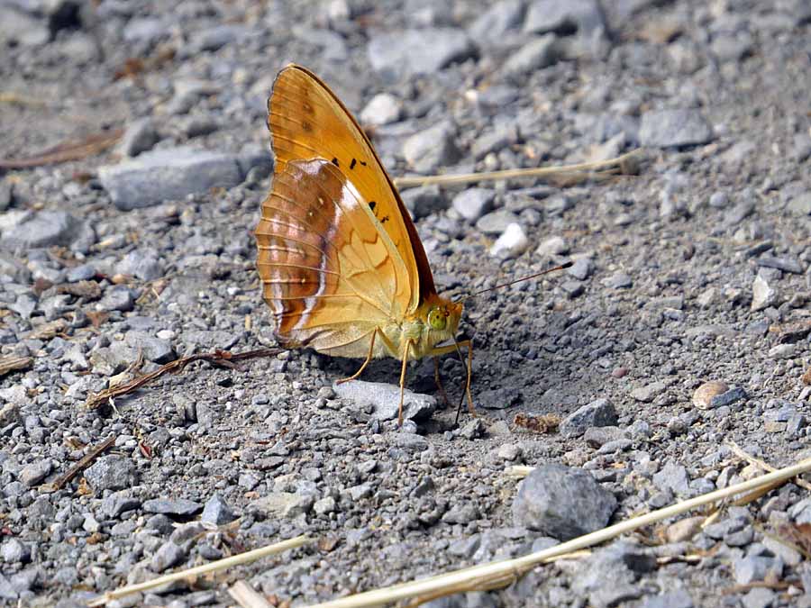 zzIMG_6845