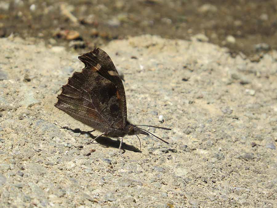 zzIMG_1150