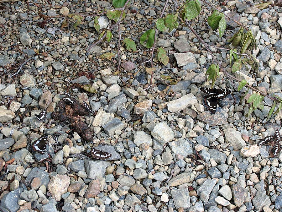 IMG_5082aa