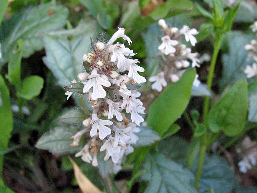 IMG_5843aa