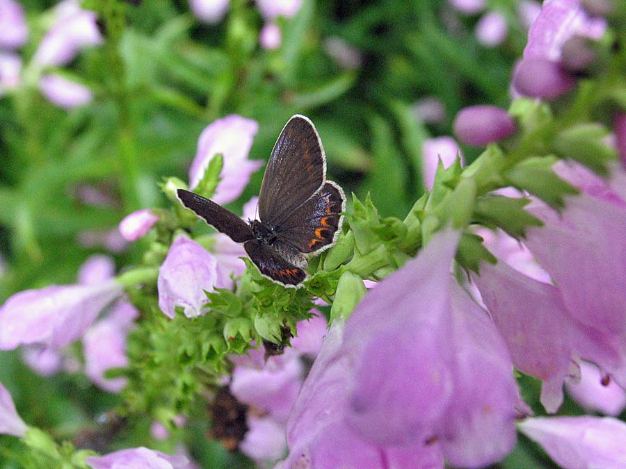 IMG_9474aa