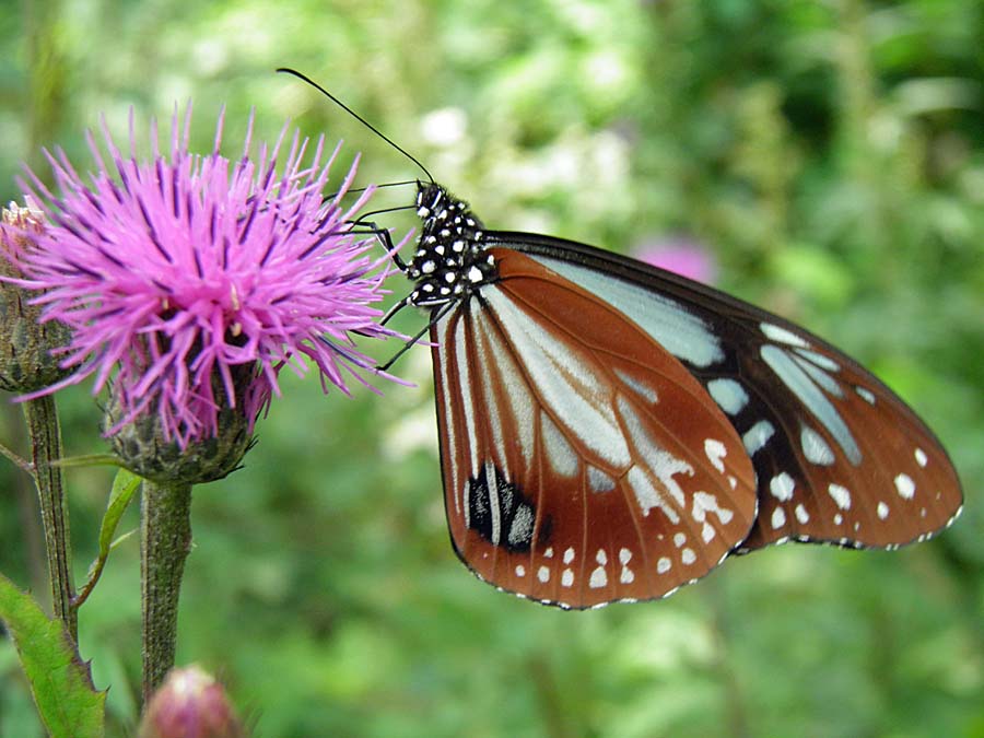 P8210021aa