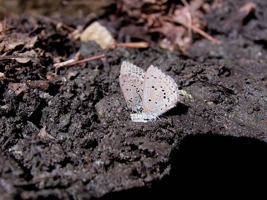 20100410¥¹¥®¥¿¥Ë