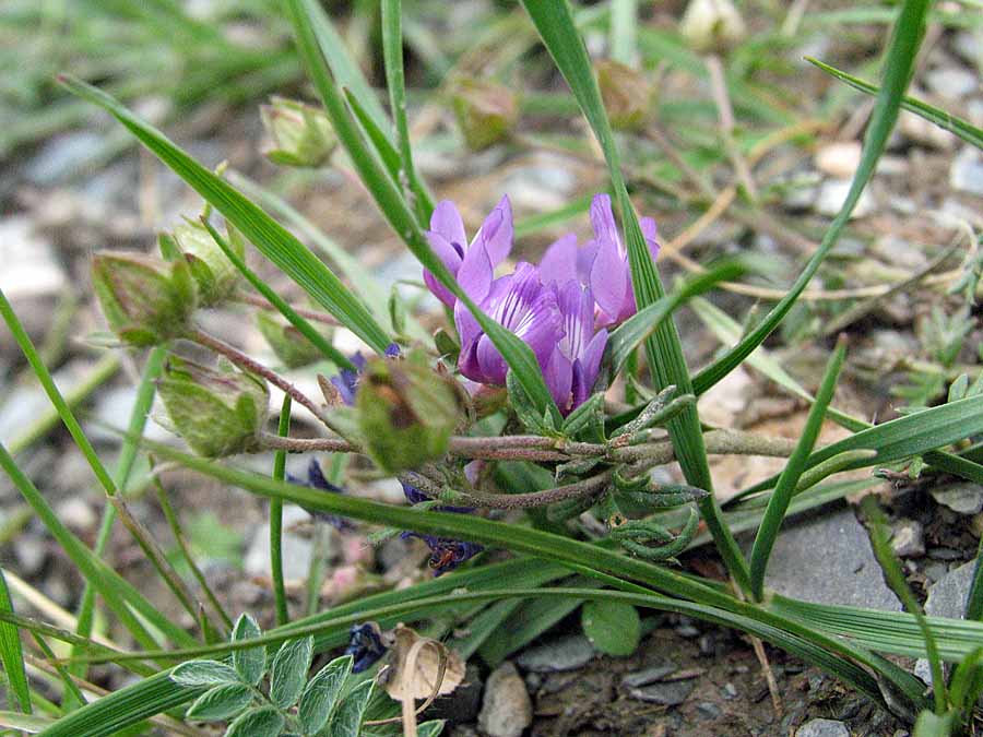 zzIMG_9347SH