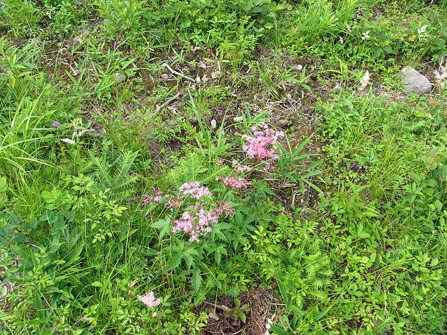 IMG_8378aa