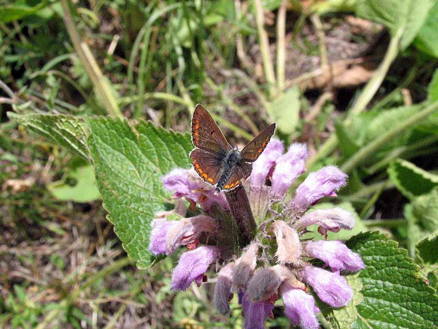 zzIMG_3551