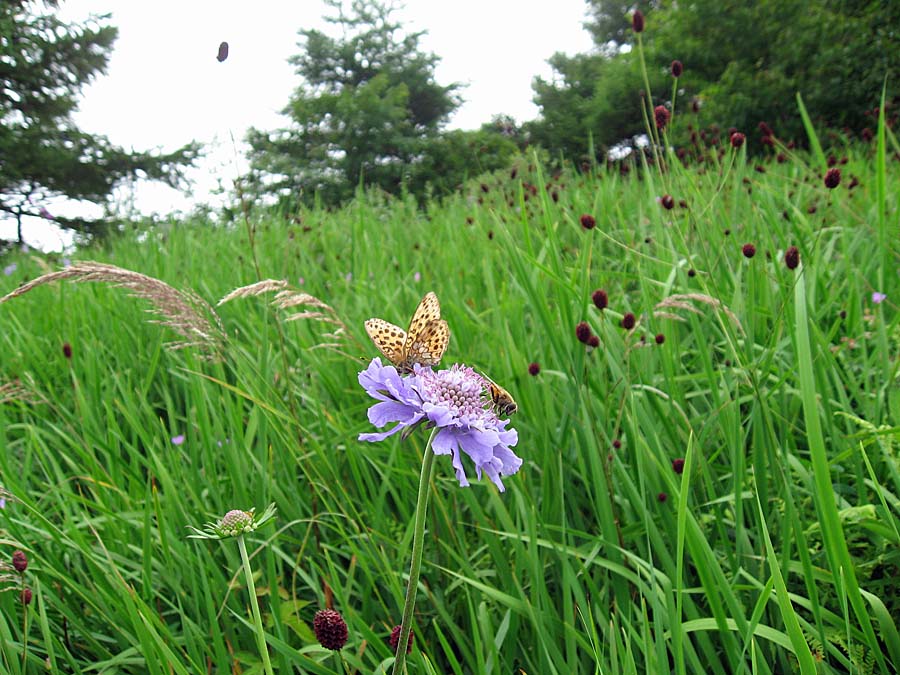 IMG_2719aa