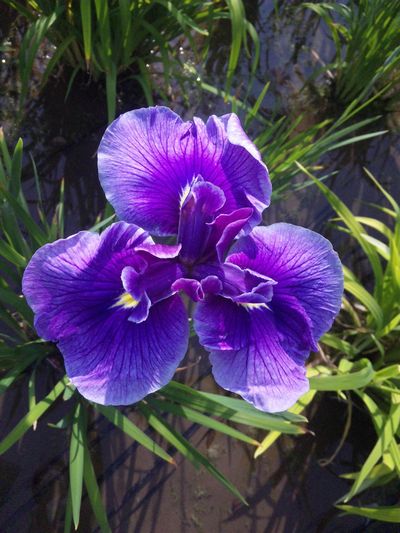 これはサボテンの花ではありませんよ!?