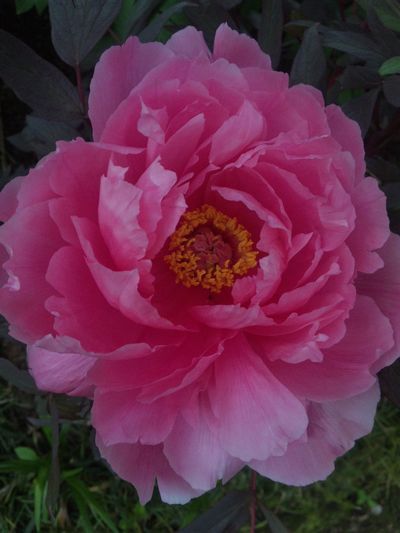 花咲きましたよ〜