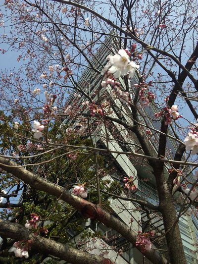 もうチラホラと!