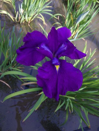 水無月は花菖蒲ですよ!
