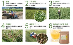 hatomugitya2_05