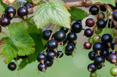 Black_currant_1537014737