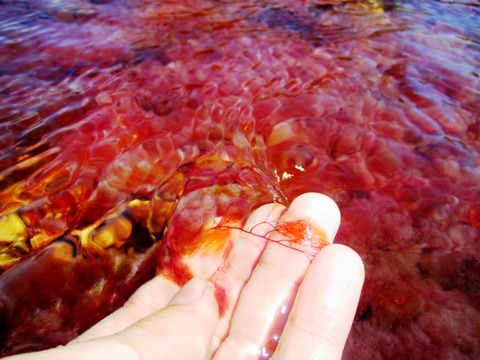 Cano_cristales_05