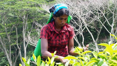 Tea_Factory_01