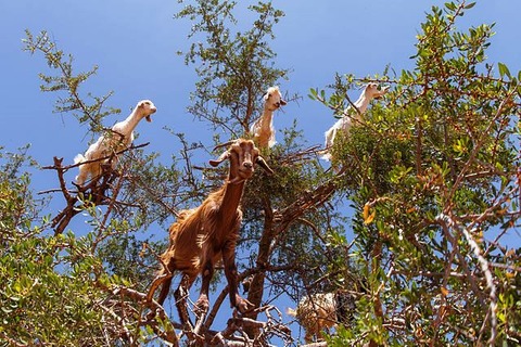 Goats_in_an_argan_tree