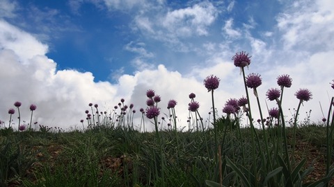 花3