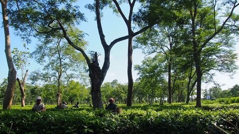 茶農園3