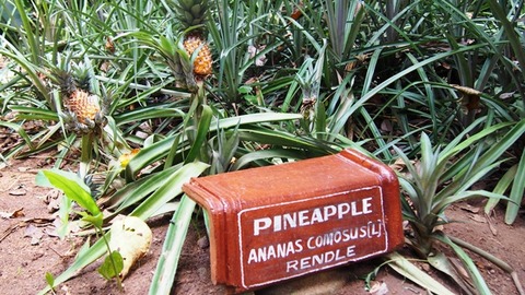 Pineapple