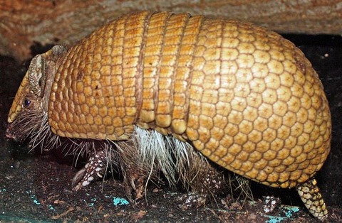 three-banded armadillo