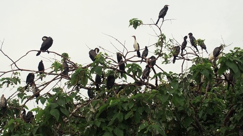 鳥類