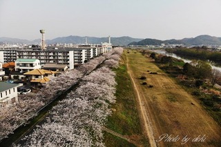 DJI_0291
