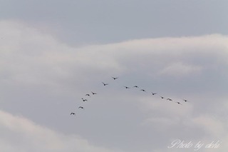 BW7W6748